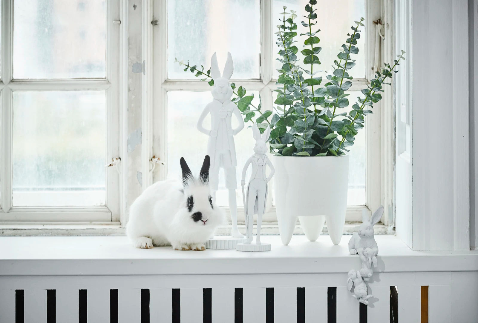 Flora eukalyptus, Konstväxt
