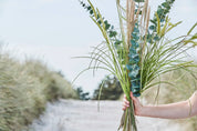 Flora eukalyptus, Konstväxt