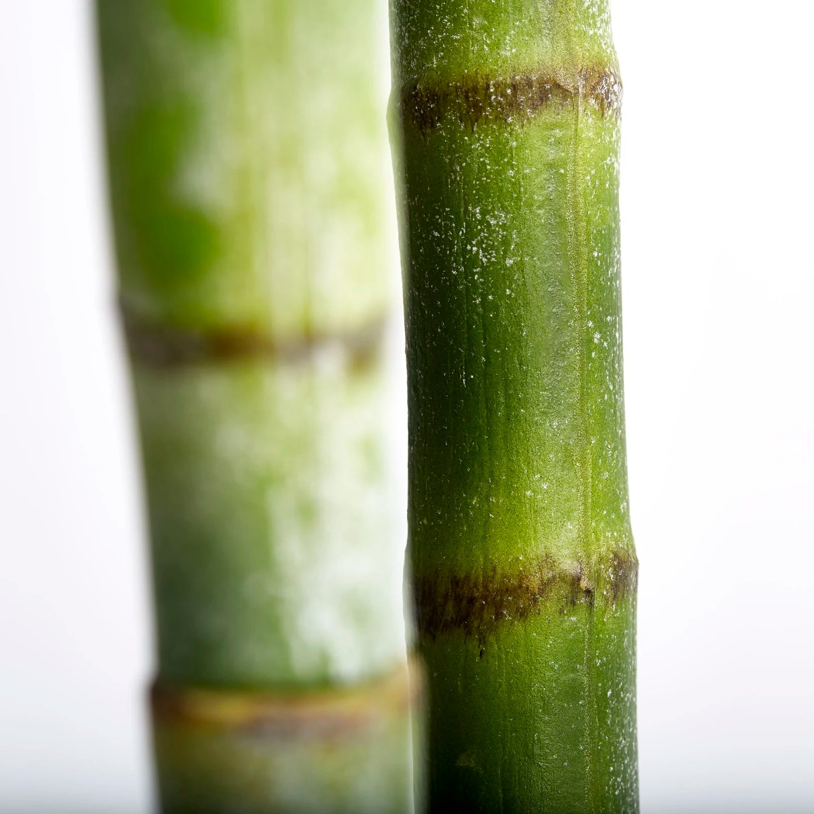 Flora blomma H185cm, Konstväxt