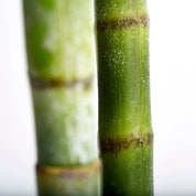 Flora blomma H185cm, Konstväxt