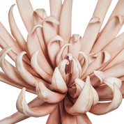 Happia Dekorationsblomma H52, Rose