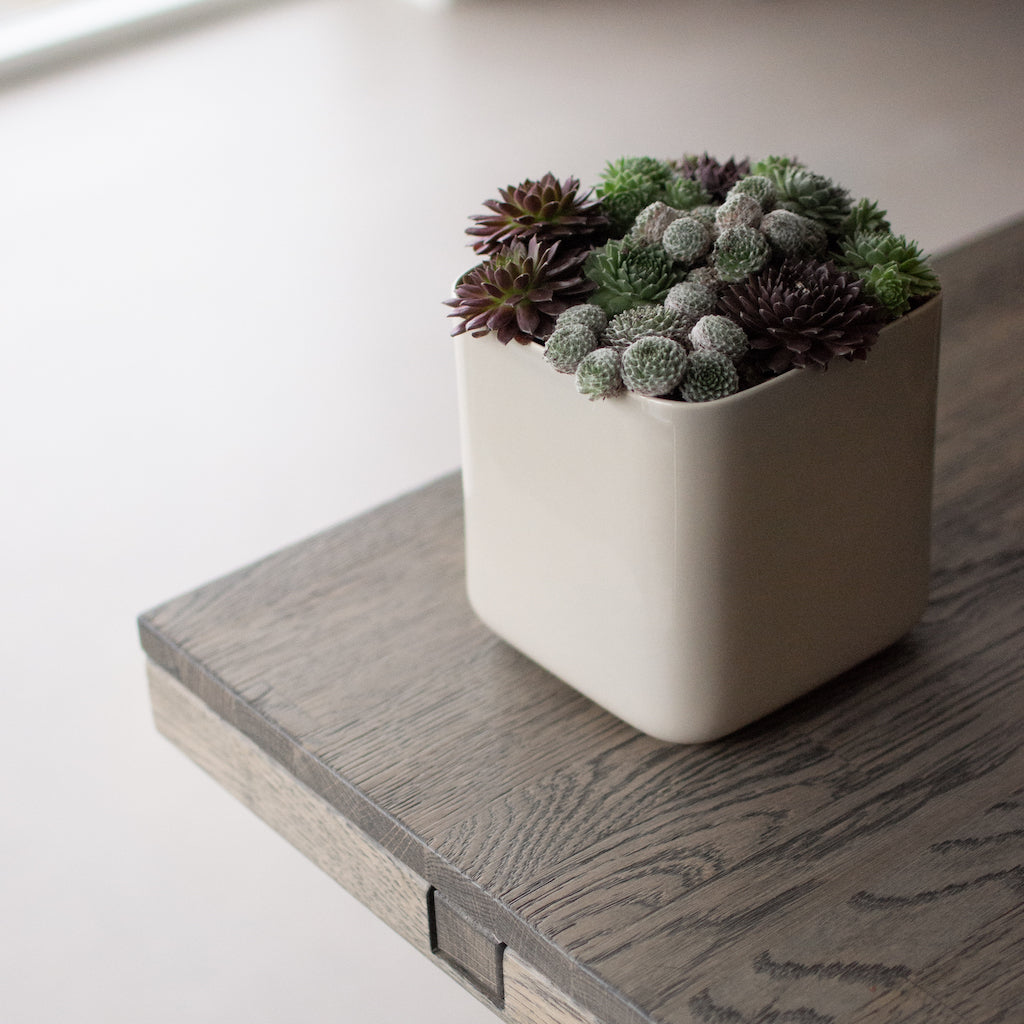 ss22_cube_succulent_square-4.jpg