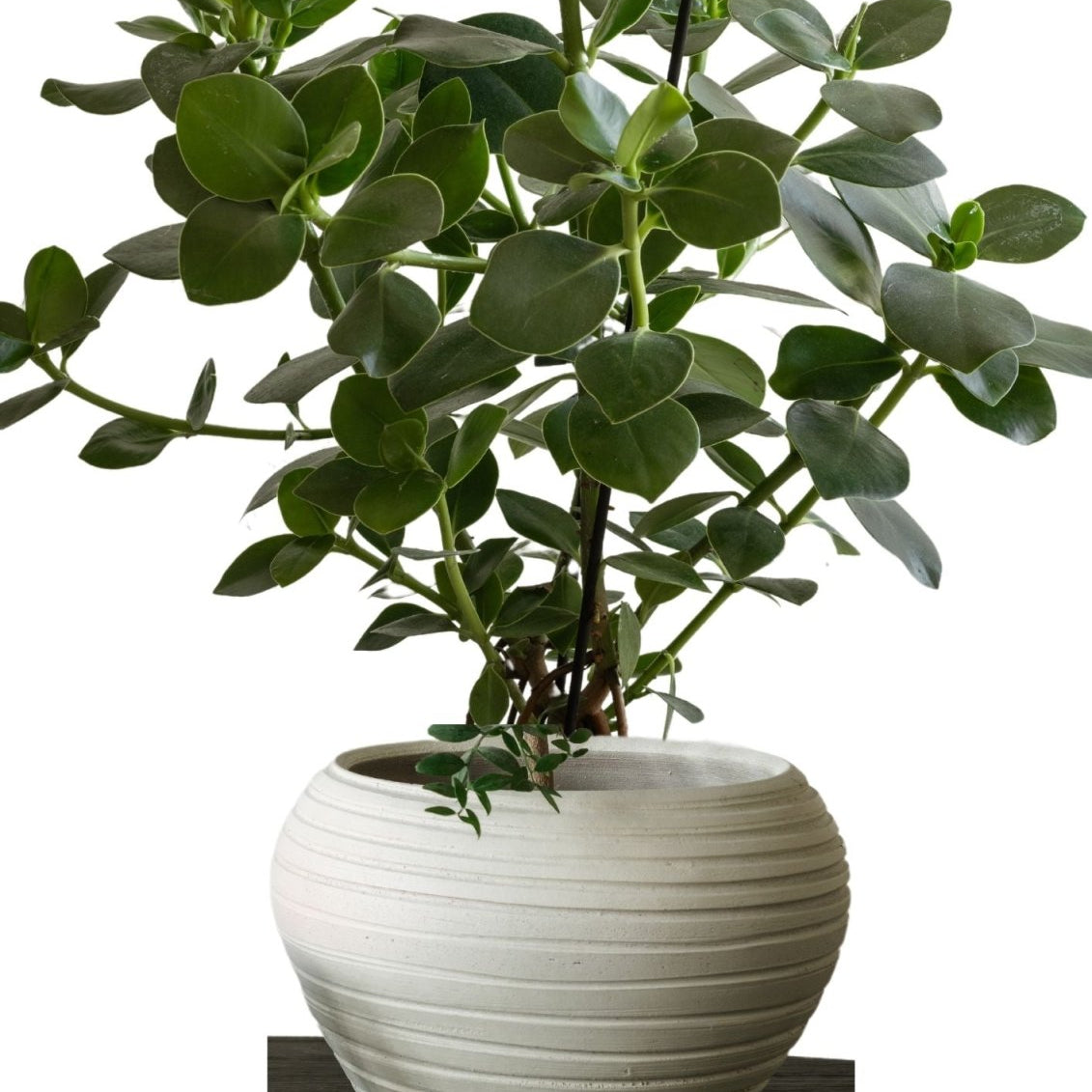 Zelected by Houze Kruka Bocco, Off white - Azalea Home