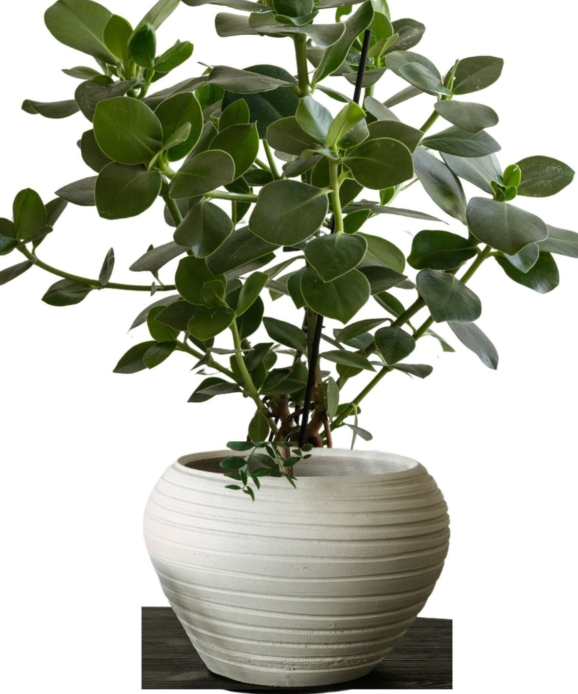 Zelected by Houze Kruka Bocco, Off white - Azalea Home