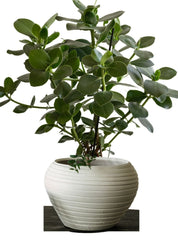 Zelected by Houze Kruka Bocco, Off white - Azalea Home