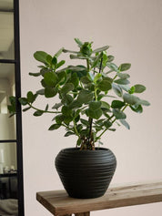Zelected by Houze Kruka Bocco, Svart - Azalea Home