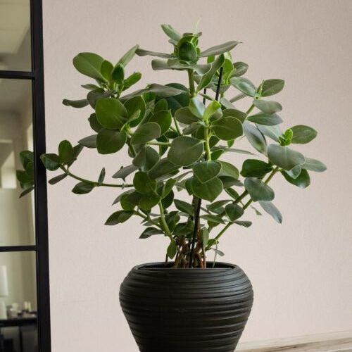 Zelected by Houze Kruka Bocco, Svart - Azalea Home