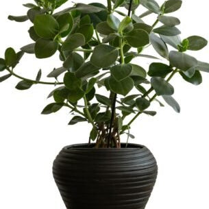 Zelected by Houze Kruka Bocco, Svart - Azalea Home