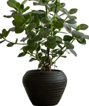 Zelected by Houze Kruka Bocco, Svart - Azalea Home
