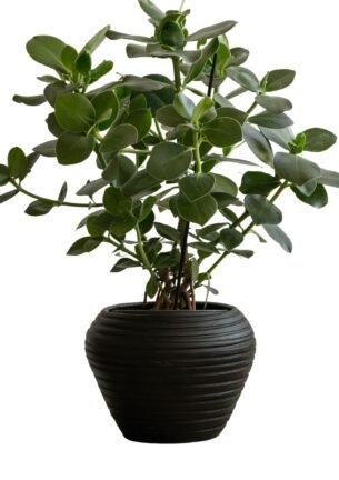 Zelected by Houze Kruka Bocco, Svart - Azalea Home
